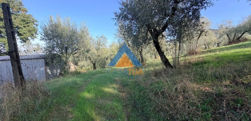 TERRENO AGRICOLO – RIF.6ALV