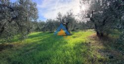 TERRENO AGRICOLO – RIF.6ALV