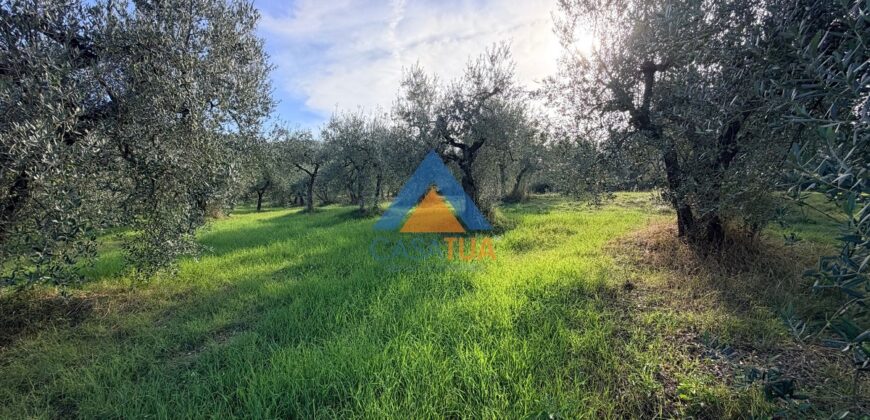 TERRENO AGRICOLO – RIF.6ALV