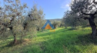 TERRENO AGRICOLO – RIF.6ALV