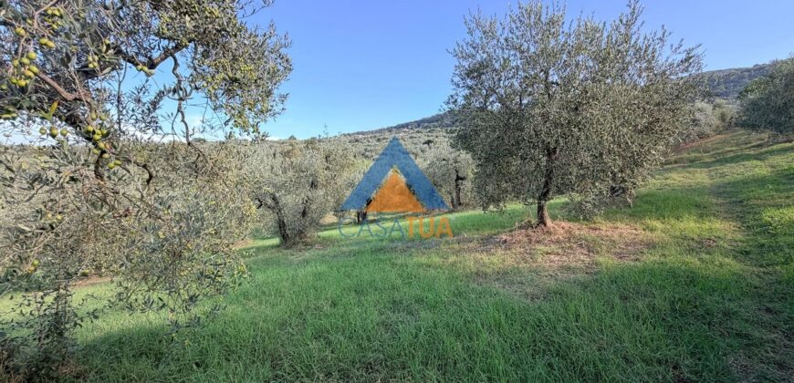 TERRENO AGRICOLO – RIF.6ALV