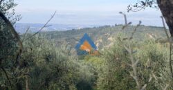 TERRENO AGRICOLO – RIF.6ALV