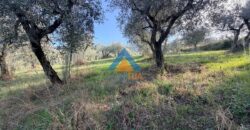 TERRENO AGRICOLO – RIF.6ALV