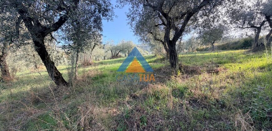 TERRENO AGRICOLO – RIF.6ALV