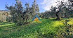 TERRENO AGRICOLO – RIF.6ALV
