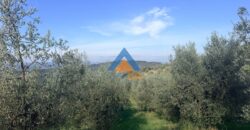TERRENO AGRICOLO – RIF.6ALV